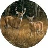 Budget ???? Wild Wings Whitetail Deer Set Of 4 Coasters ⌛ 2 Budget ???? Wild Wings Whitetail Deer Set Of 4 Coasters ⌛ -Luminarc Shop unnamed file 434